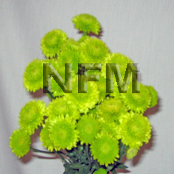chrysanthemum button green